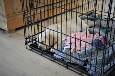 Puppy in huis de eerste dagen - dagschema Puppy in huis de eerste dagen - dagschema