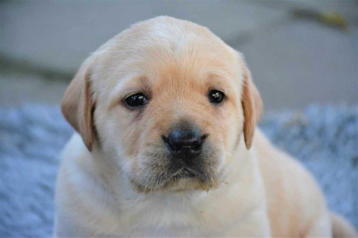 Puppycursus Maastricht: Start Elke Week