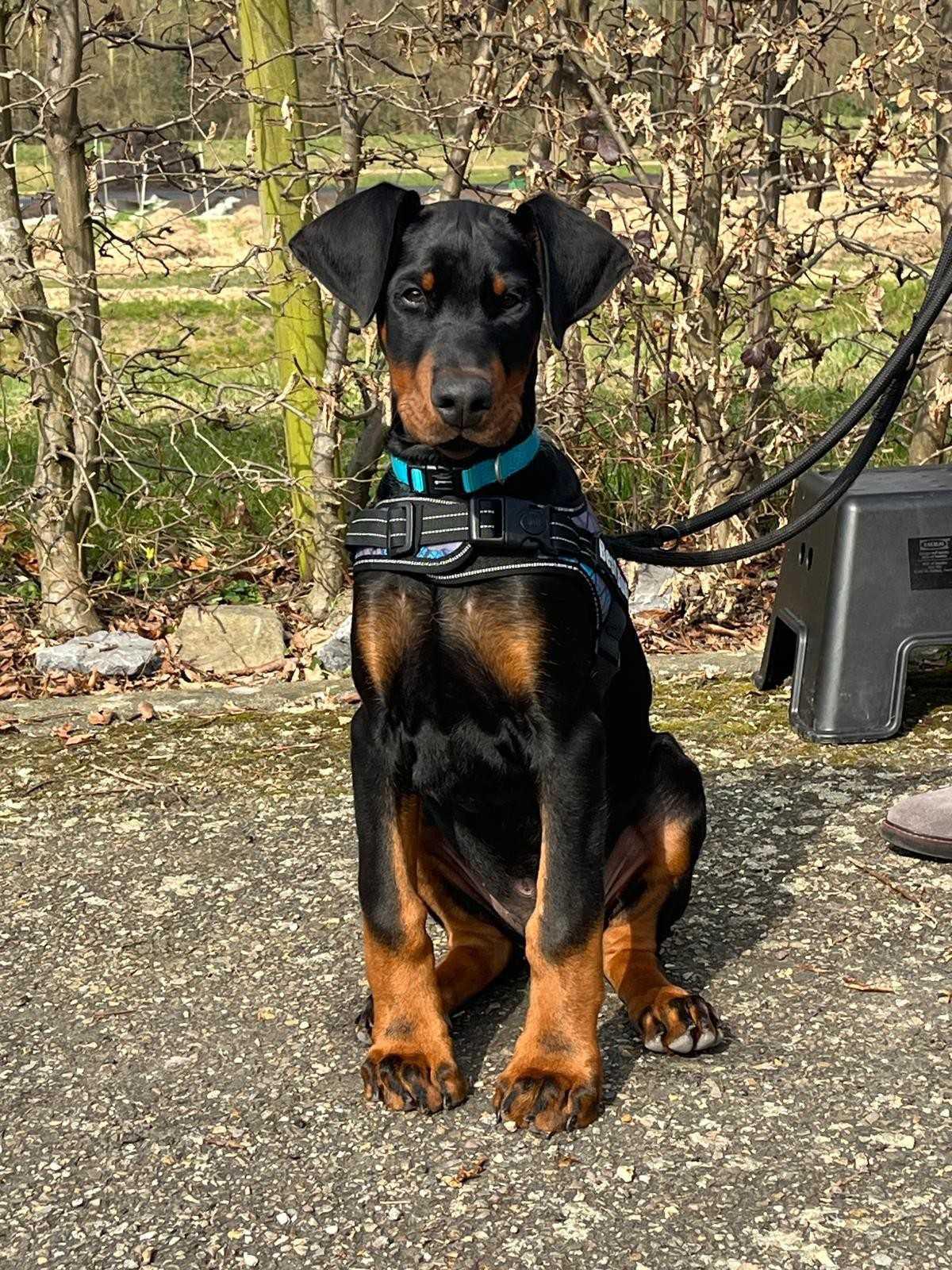 Puppycursus Maastricht: Start Elke Week Puppycursus Maastricht: Start Elke Week