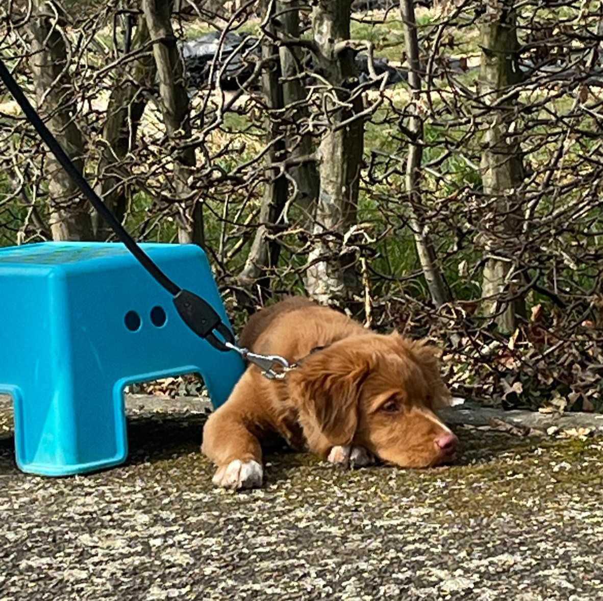Puppycursus Maastricht: Start Elke Week