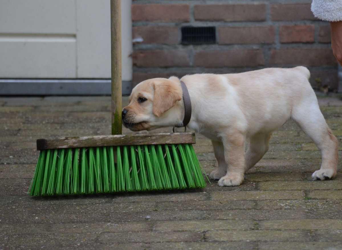 Puppycursus Maastricht: Start Elke Week