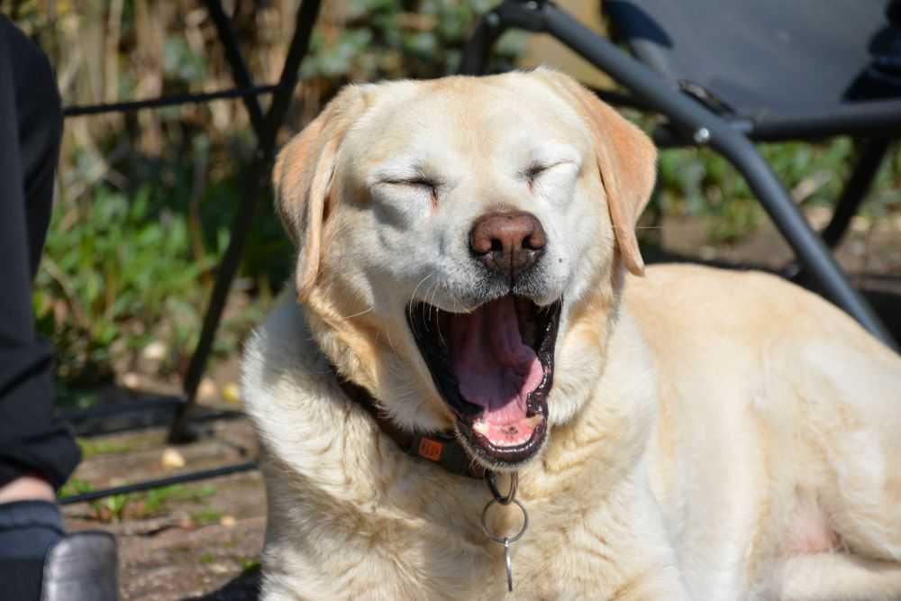 Hondentraining & opvoeding: positief en professioneel Hondentraining & opvoeding: positief en professioneel