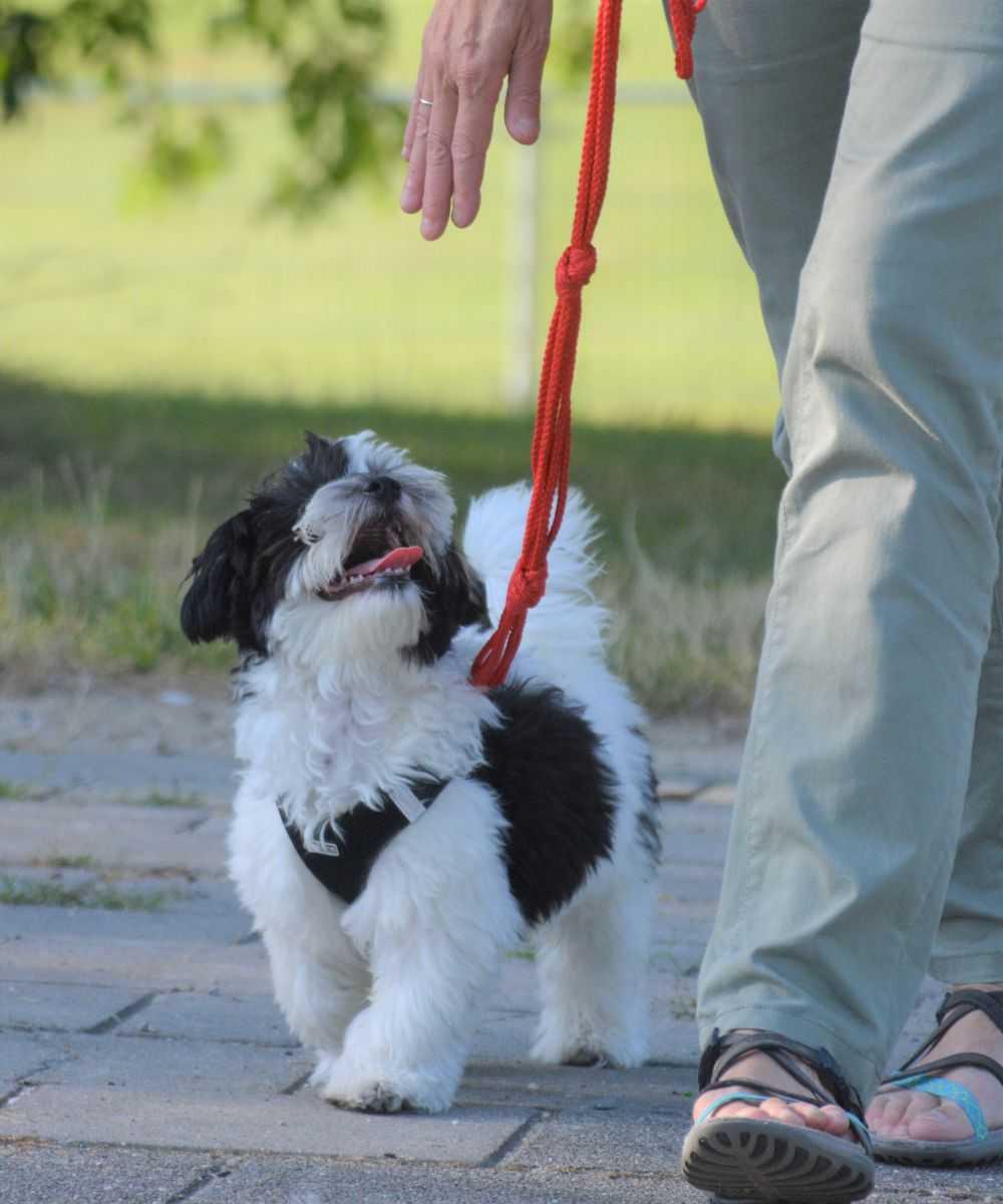 Hondentraining & opvoeding: positief en professioneel Hondentraining & opvoeding: positief en professioneel