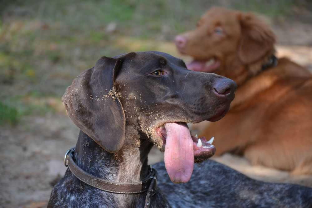 Hondentraining & opvoeding: positief en professioneel Hondentraining & opvoeding: positief en professioneel