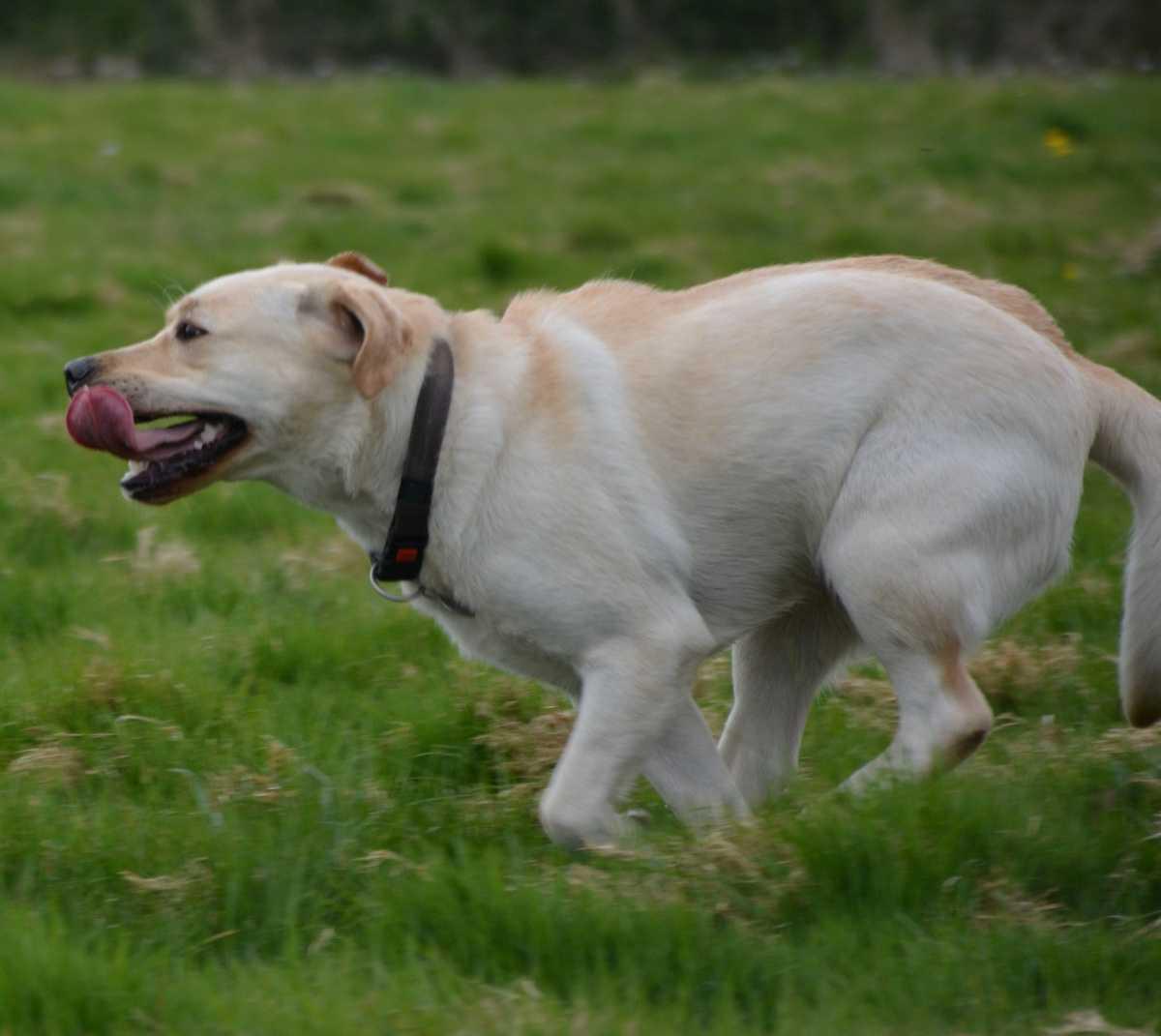 Hondentraining & opvoeding: positief en professioneel Hondentraining & opvoeding: positief en professioneel