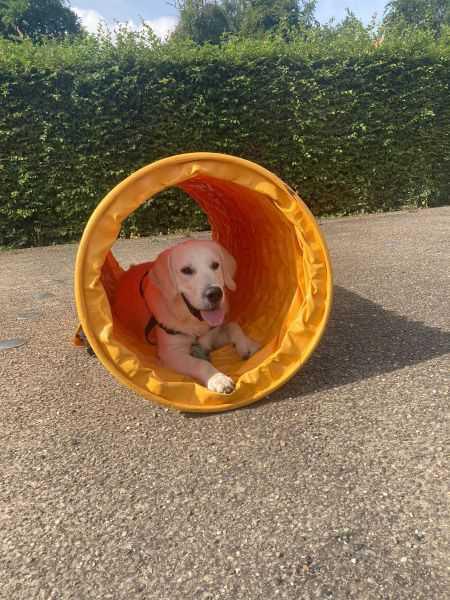 Open doe-dag Open doe-dag