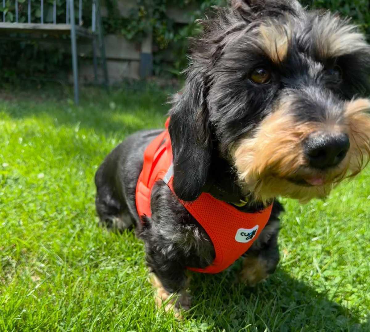 Open doe-dag Open doe-dag