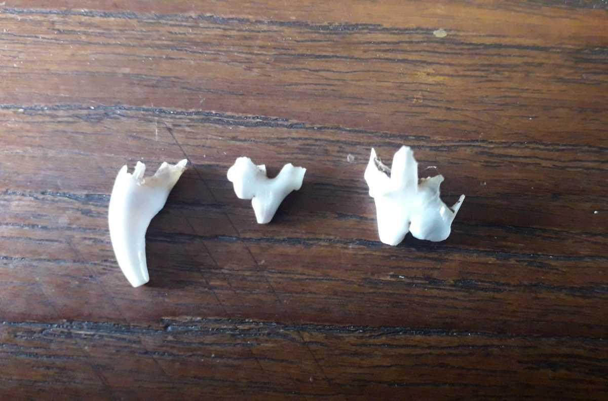 Puppy tanden wisselen: wanneer gebeurt het en wat kun je doen? Puppy tanden wisselen: wanneer gebeurt het en wat kun je doen?