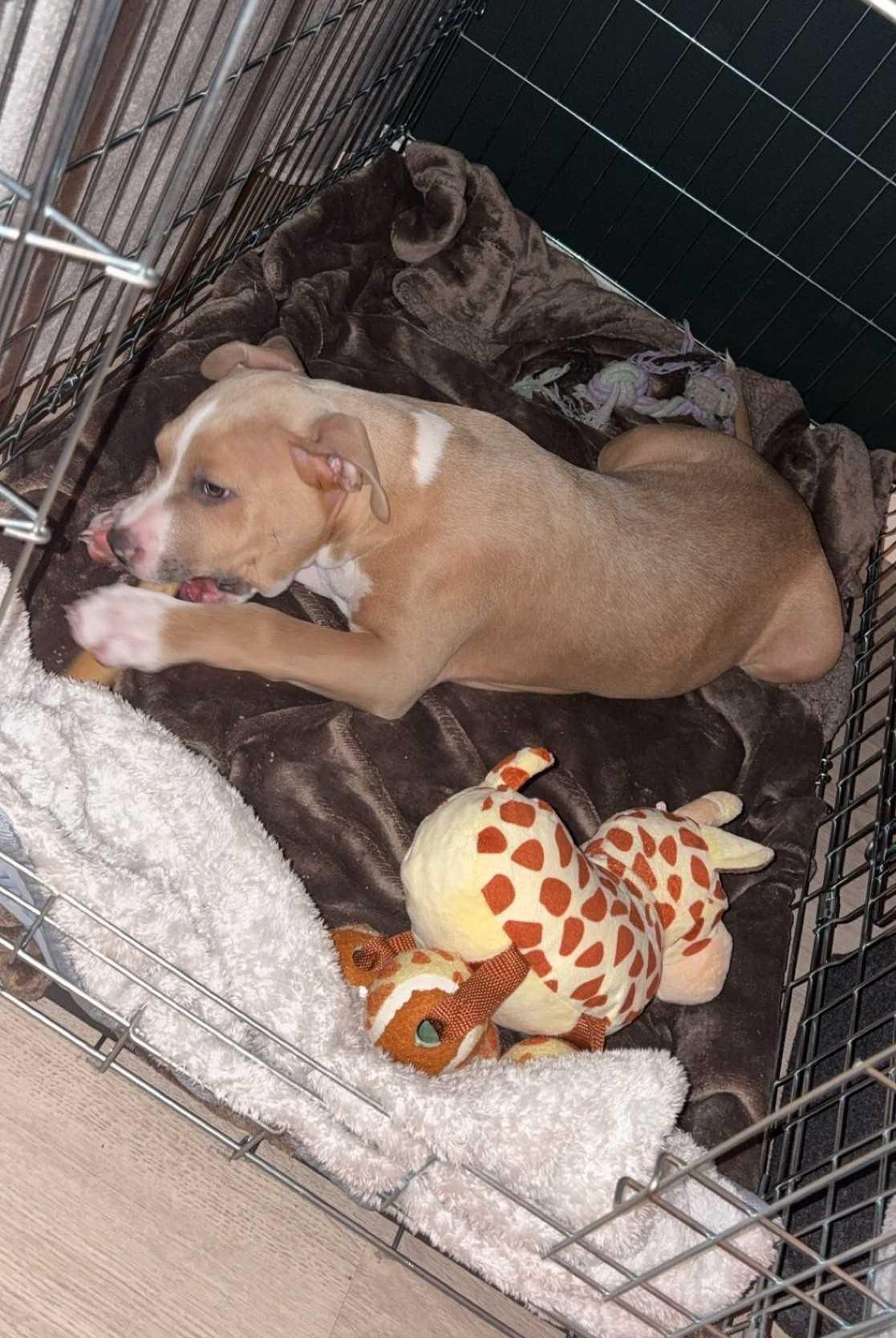 Puppy tanden wisselen: wanneer gebeurt het en wat kun je doen? Puppy tanden wisselen: wanneer gebeurt het en wat kun je doen?