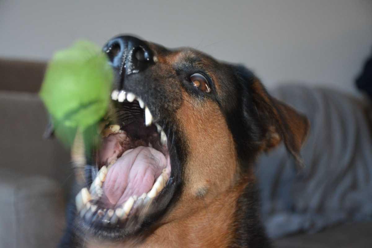 Puppy tanden wisselen: wanneer gebeurt het en wat kun je doen?