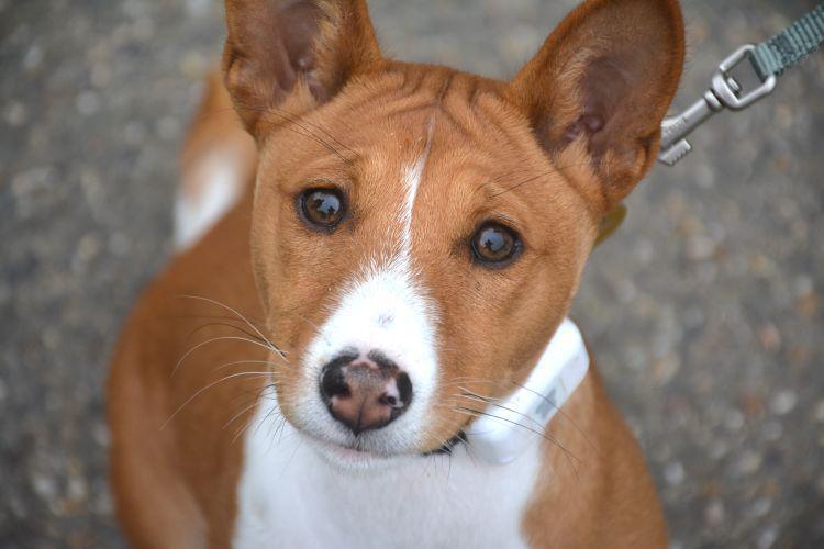 Reina - Basenji (Kongo-Kinshasa)