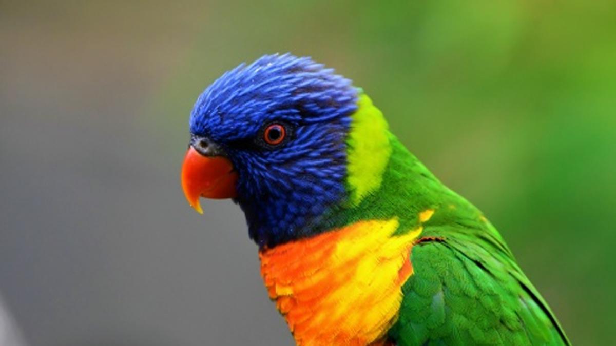 Le Zoo d' Upie - Le jardin aux oiseaux 