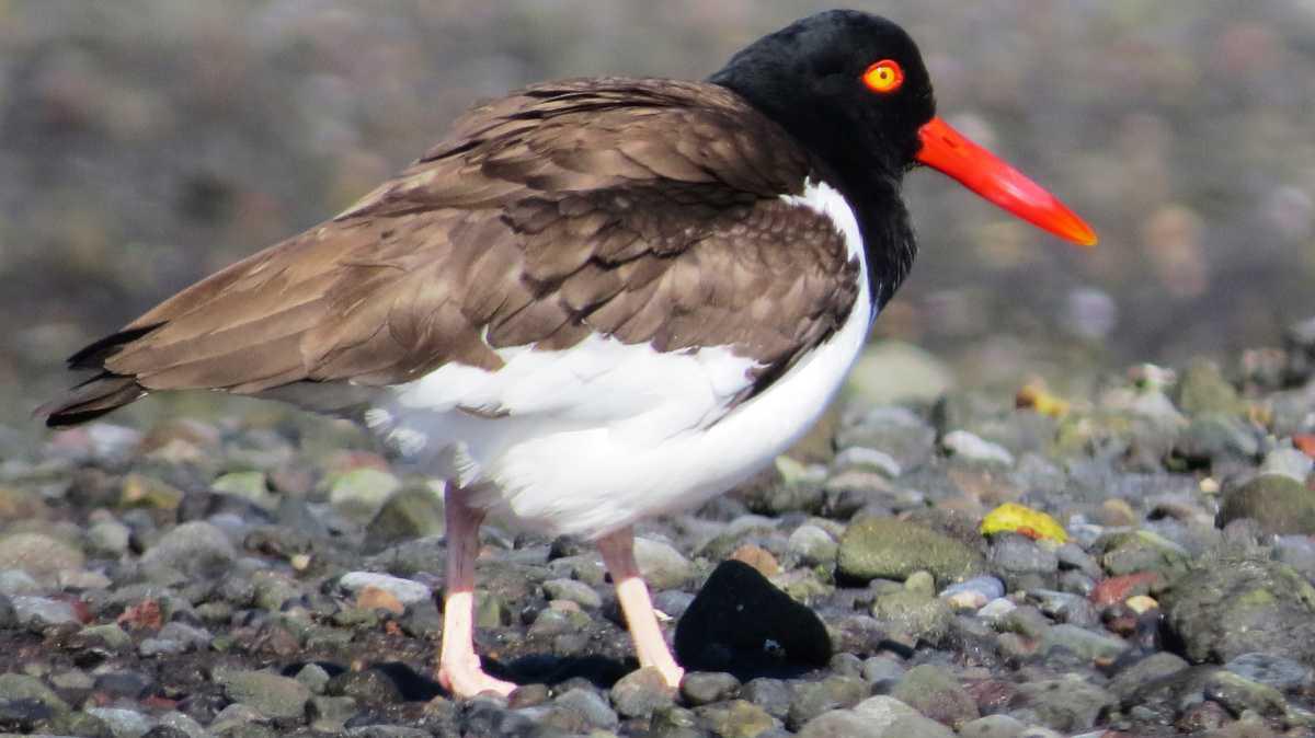 Maullín Santuario de la Naturaleza Maullín Santuario de la Naturaleza