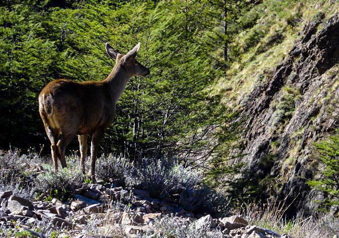 Reserva Nacional Futaleufú Reserva Nacional Futaleufú