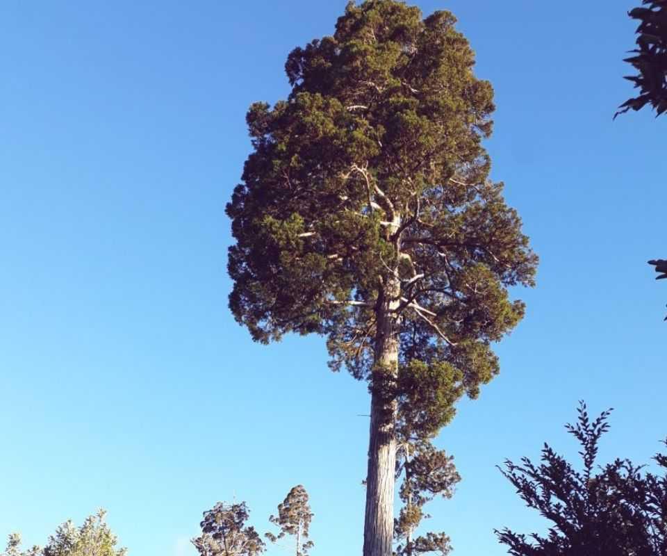 Parque Lafken Mapu Lahual