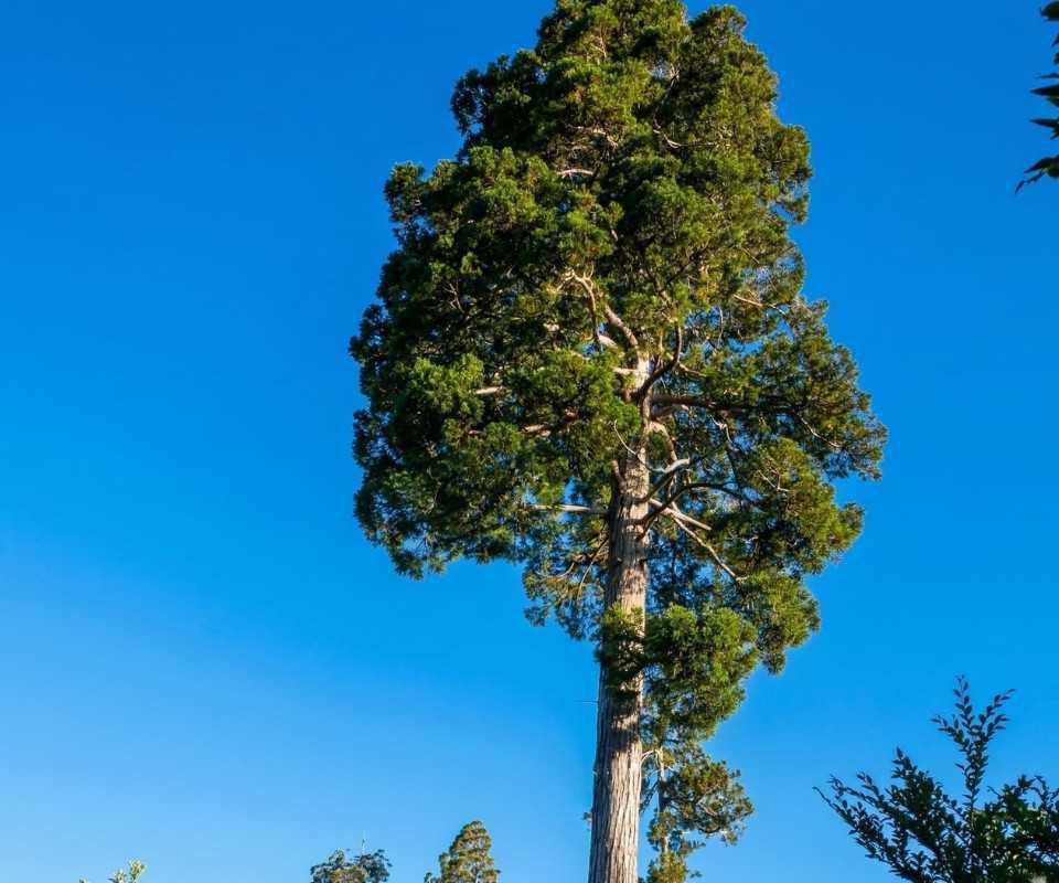 Parque Lafken Mapu Lahual