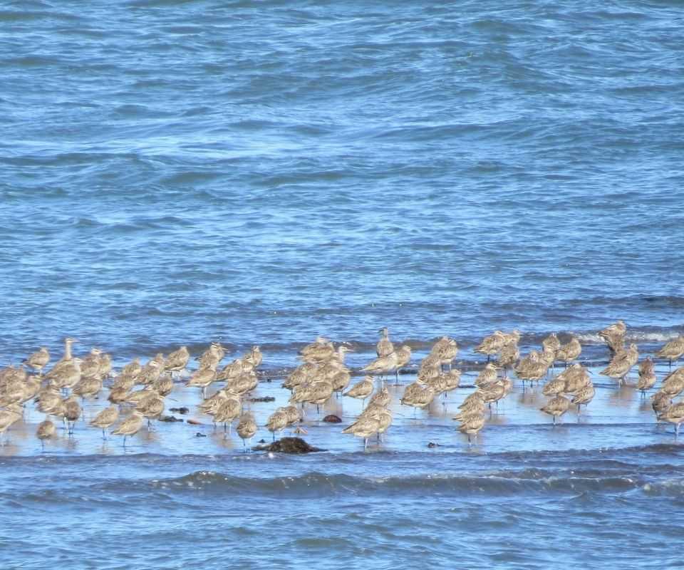 Santuario de La Naturaleza Maullín Santuario de La Naturaleza Maullín
