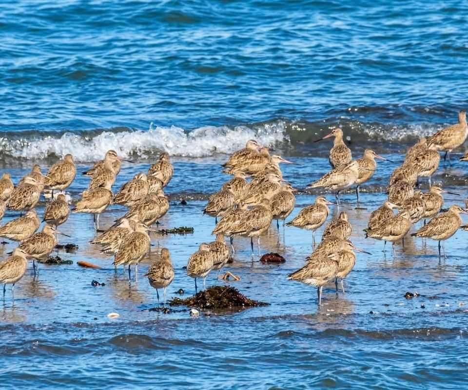 Santuario de La Naturaleza Maullín