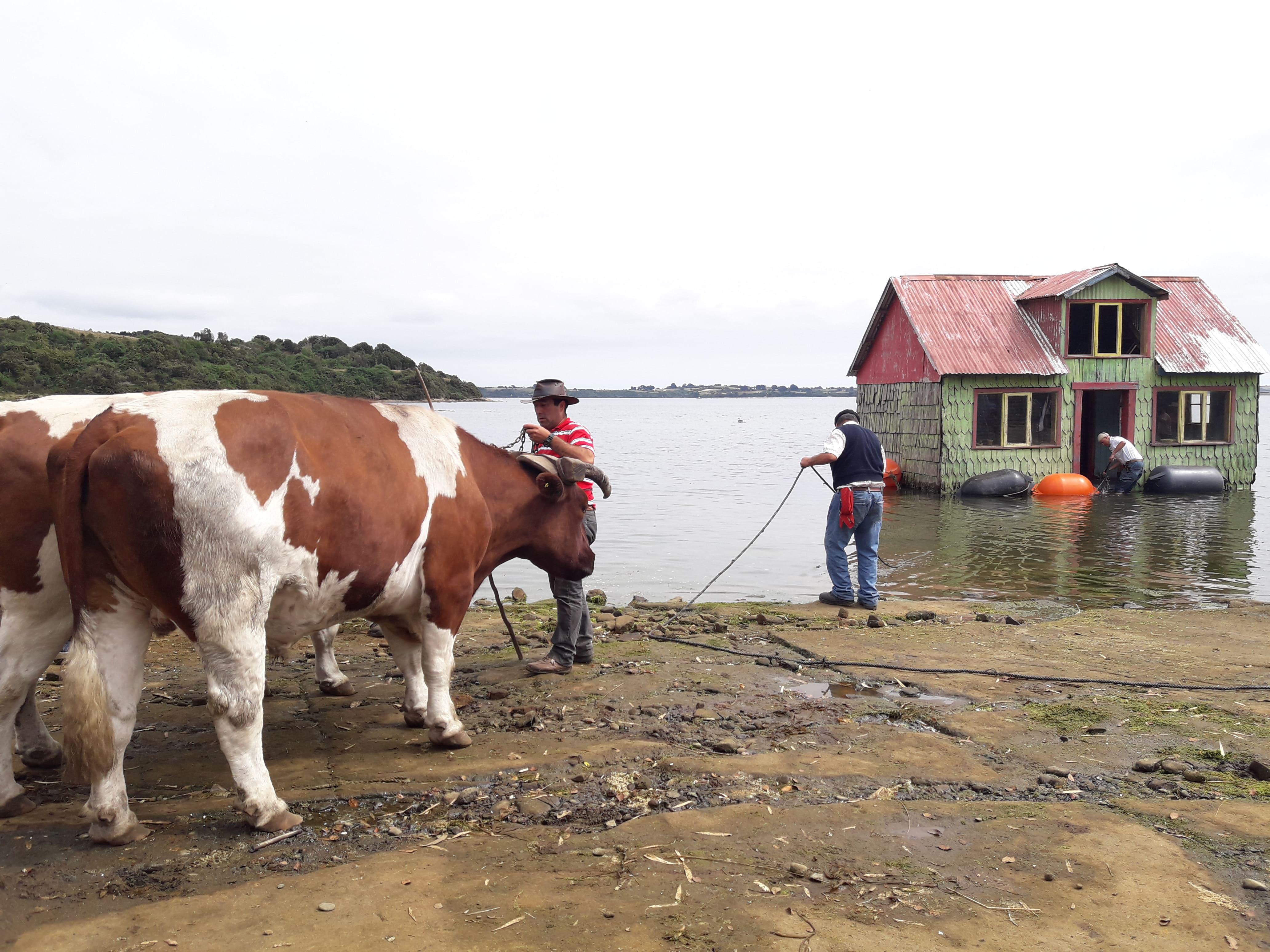 Minga en Chiloé