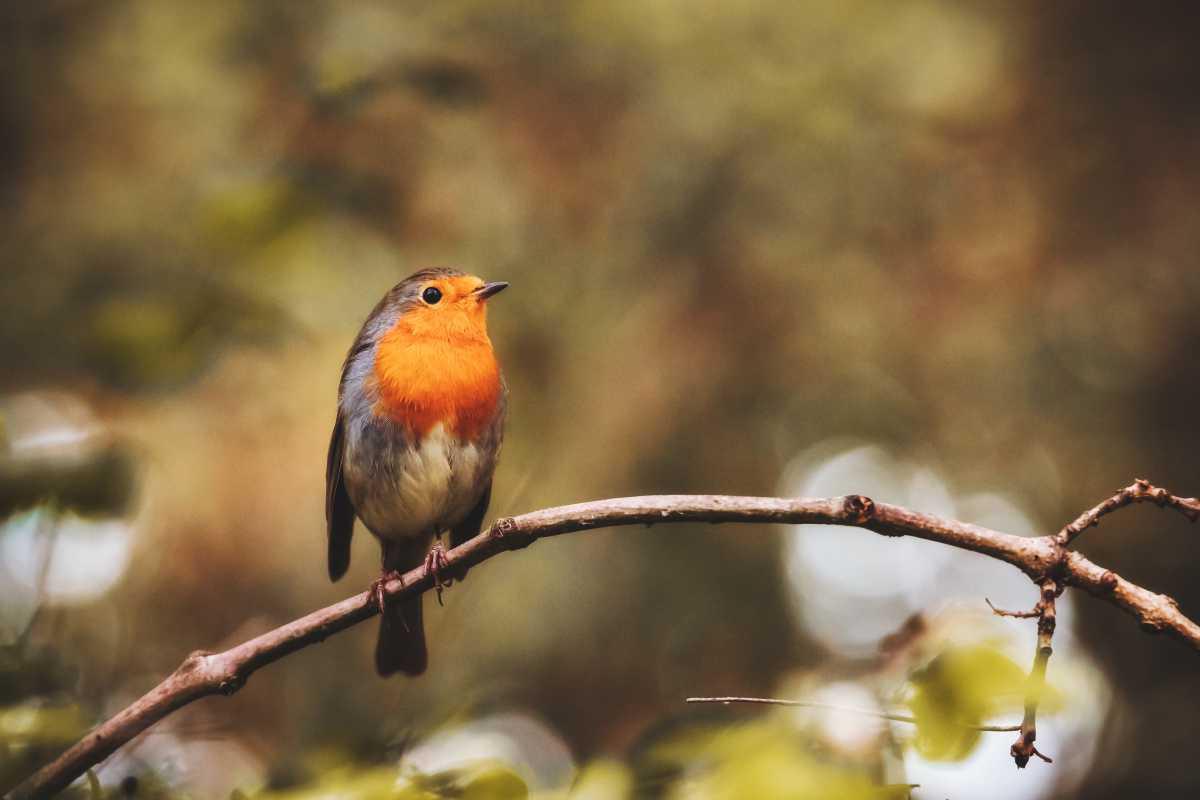 Marlene's Top Ten Favorite Birds