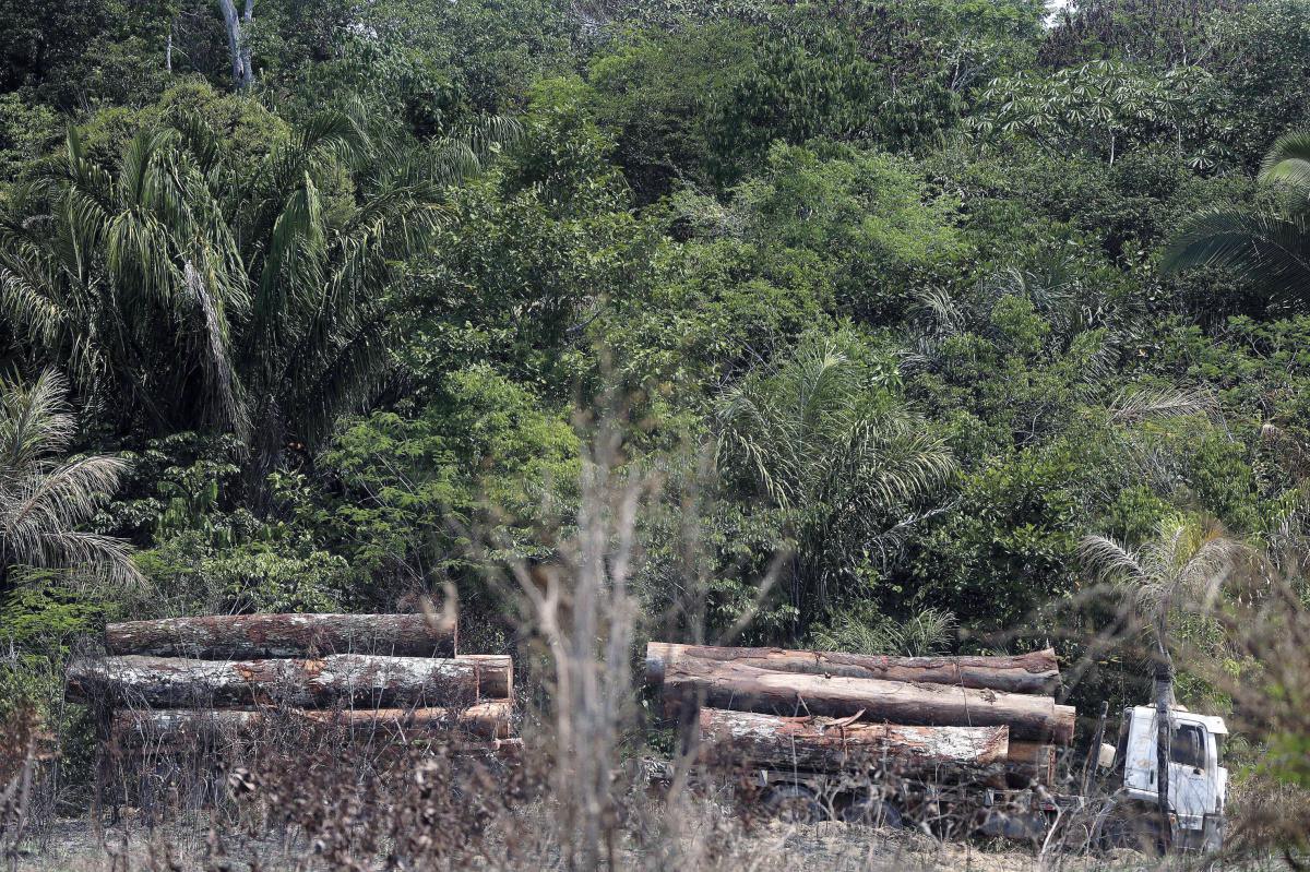 Desflorestação sem penalização