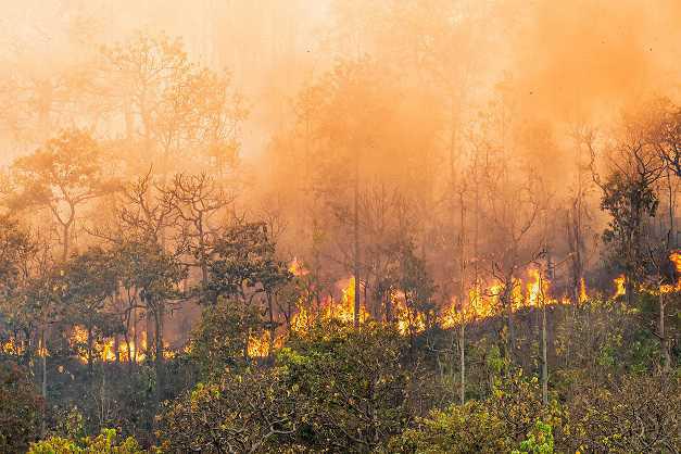 Destruição da floresta tropical aumenta
