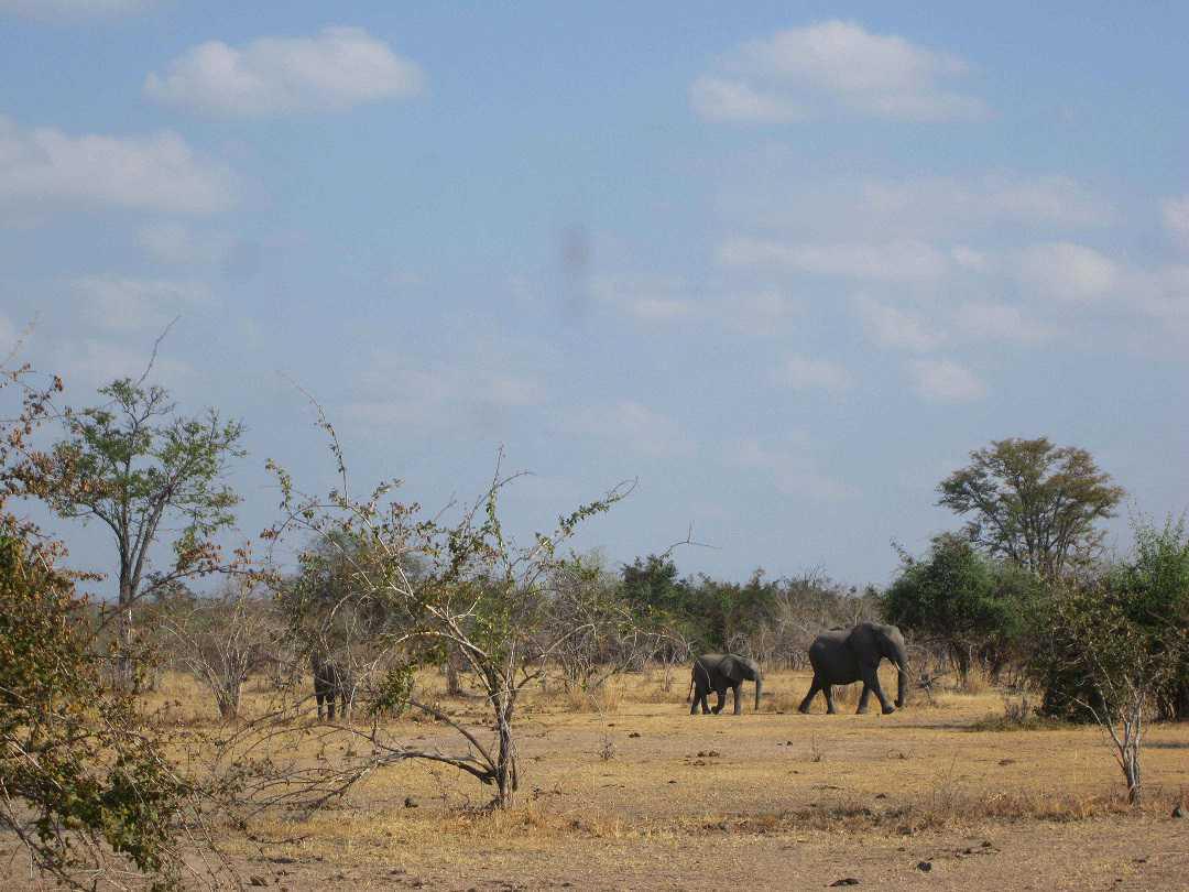 África: proteger a biodiversidade