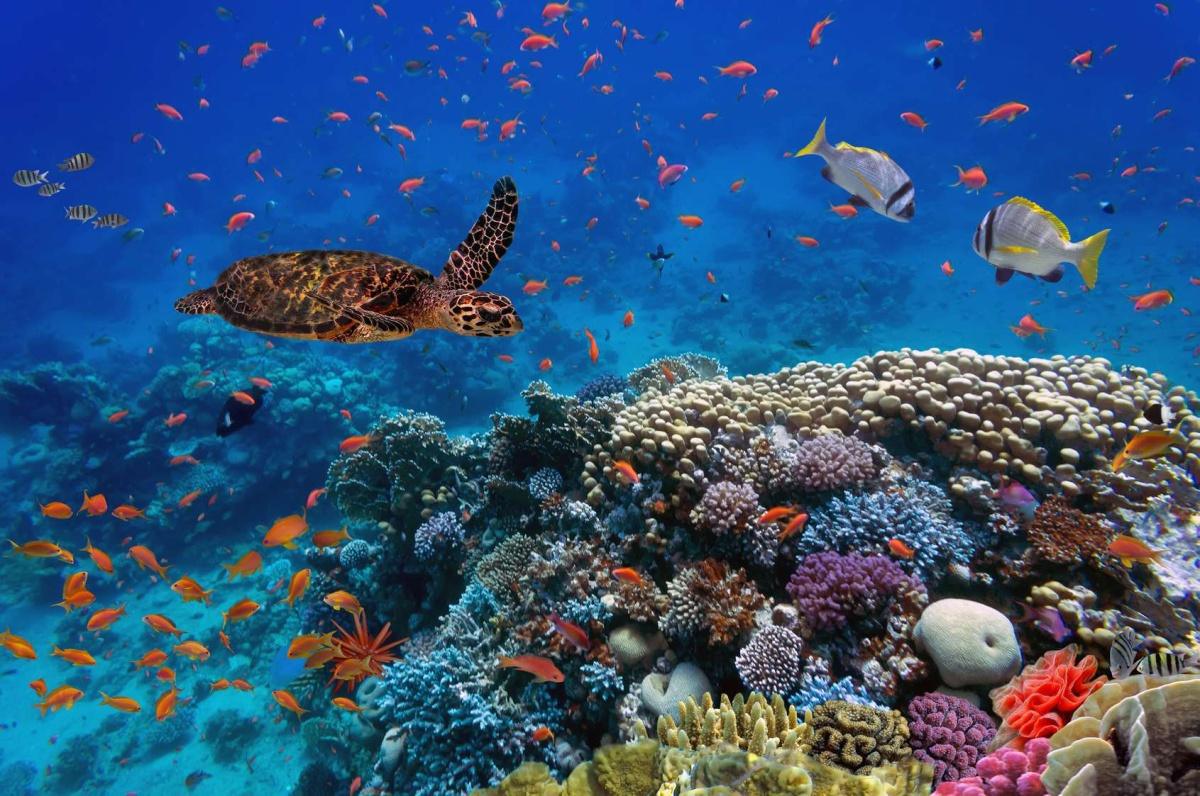 Biodiversité : un enjeu stratégique pour les acteurs économiques