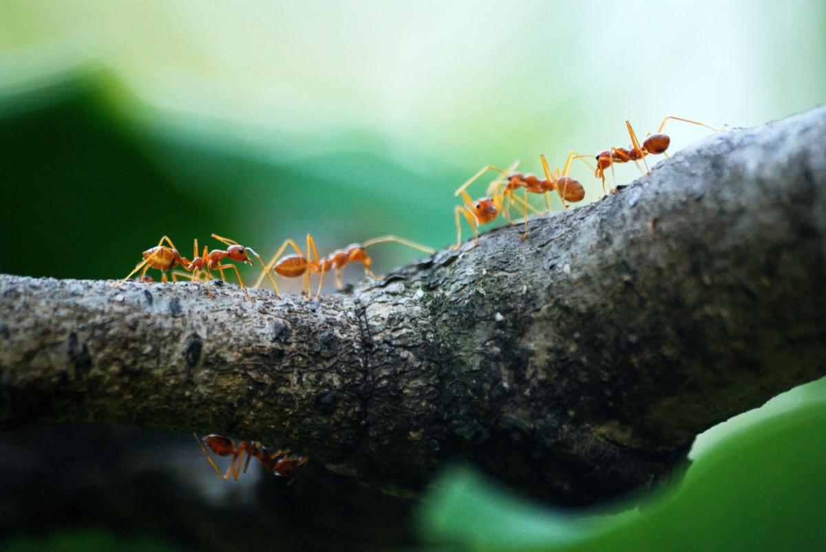 Denken wir einen Moment über Ameisen nach. Jeden Tag sterben Millionen von Ameisen, und kümmert uns das? Nein. Und ...