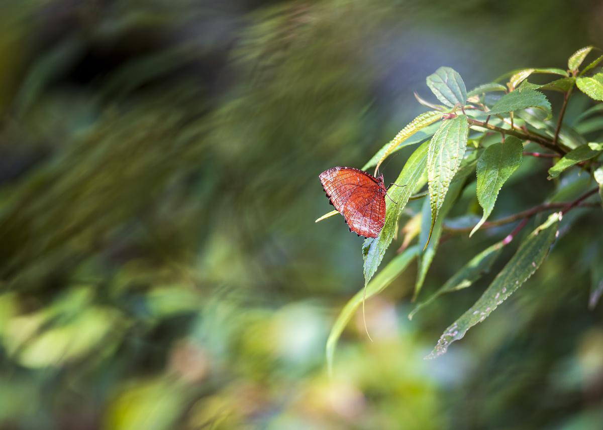 Schwebe wie ein Schmetterling, stich ... Schwebe wie ein Schmetterling, stich ...