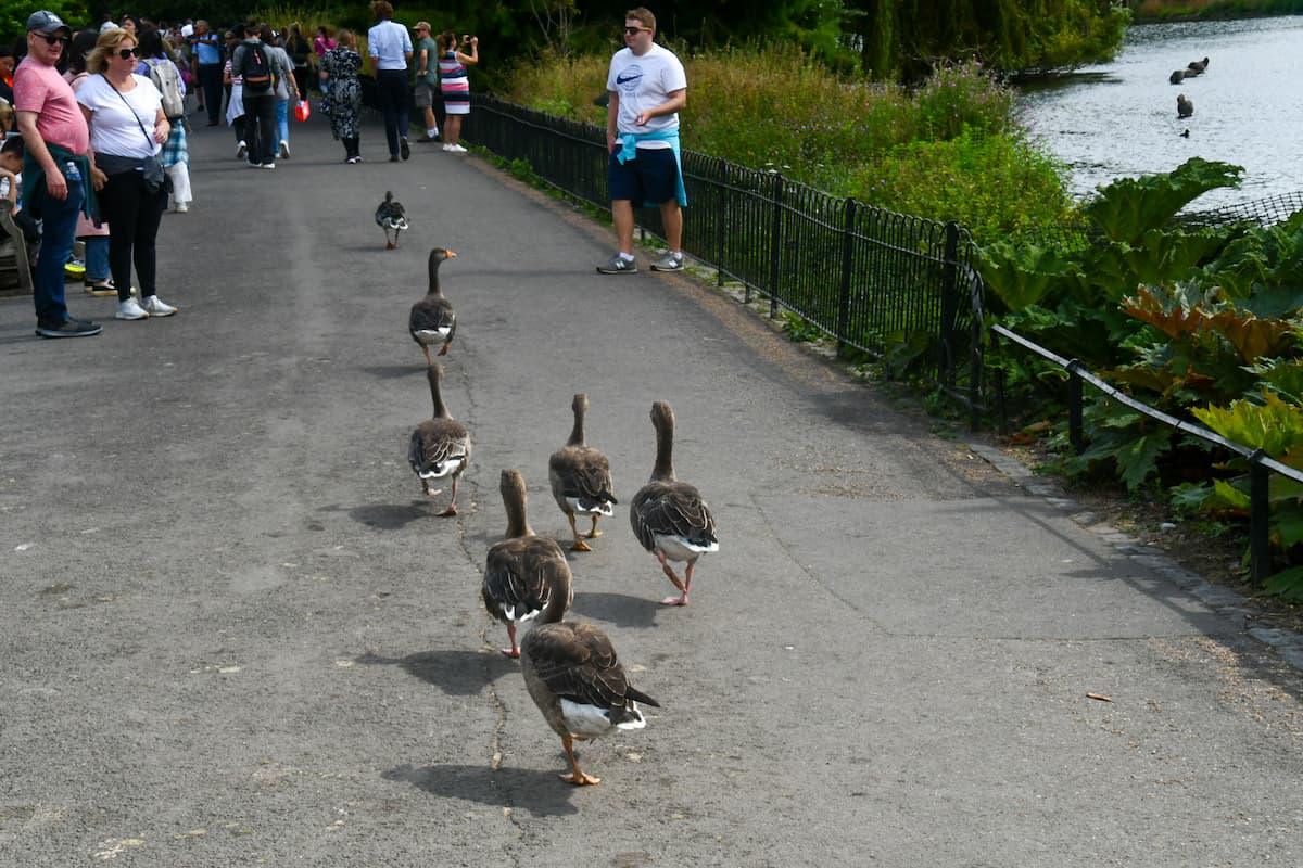 St. James's Park (Londres)