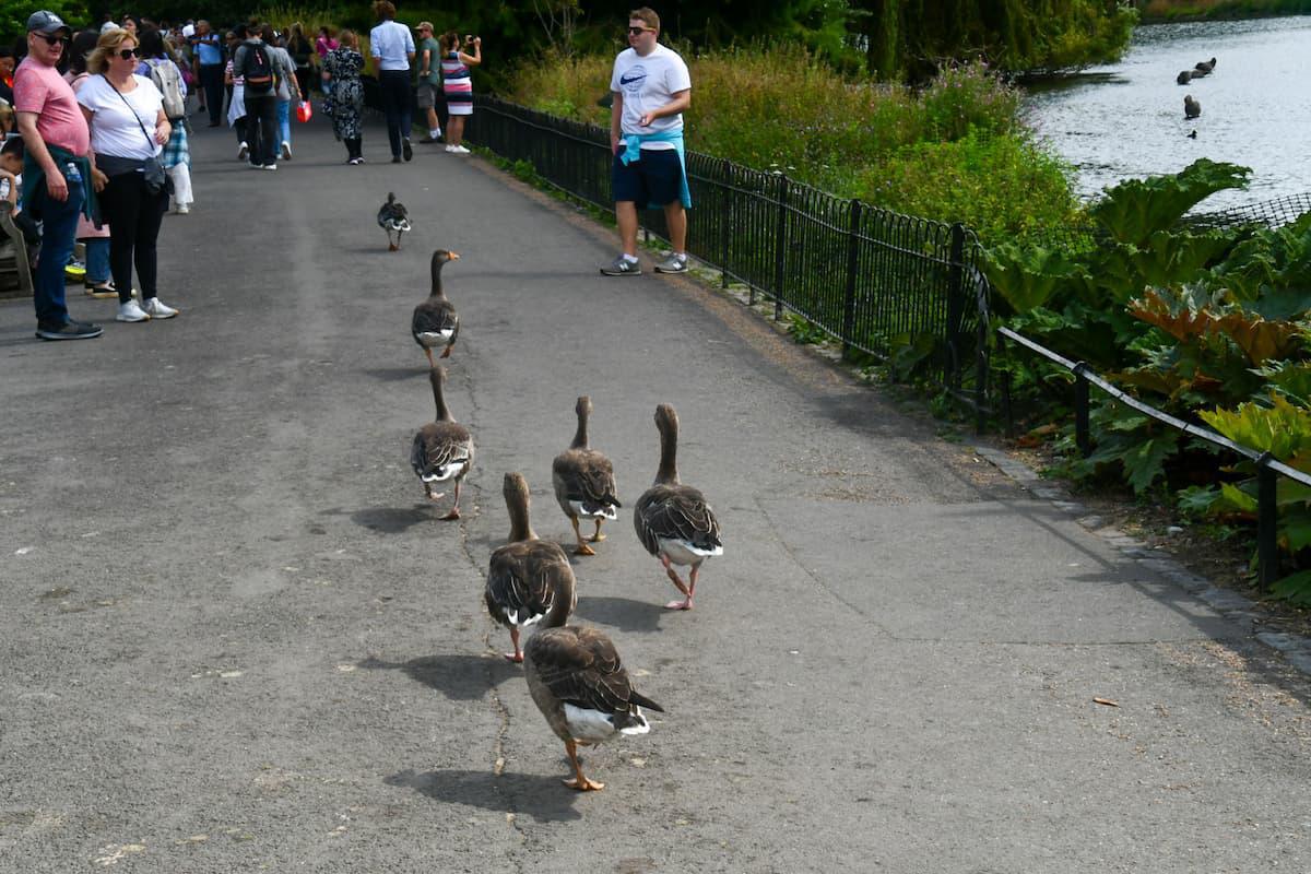 St. James's Park (Londres) St. James's Park (Londres)