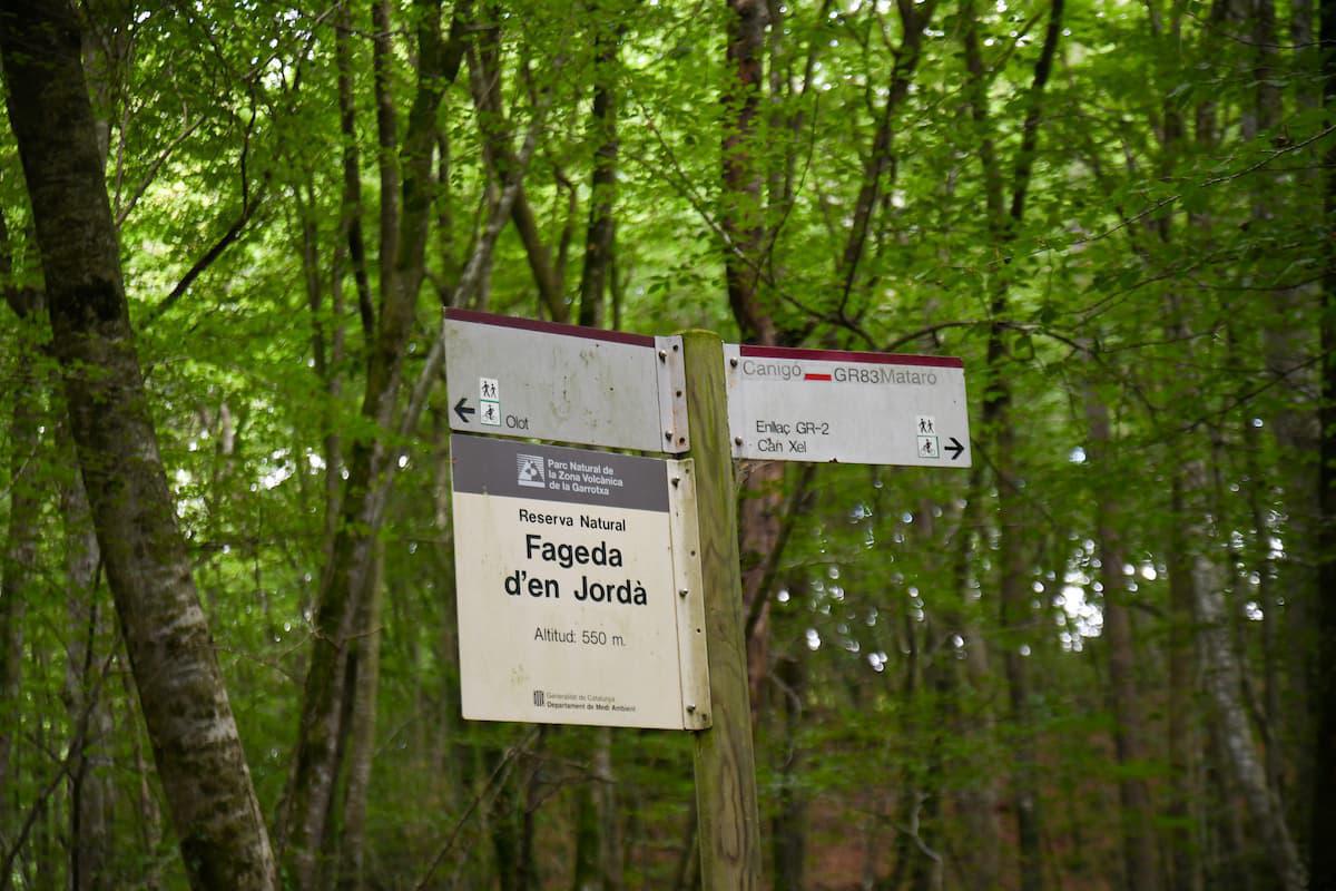 Hayedo de Fageda d'en Jordà (Girona)