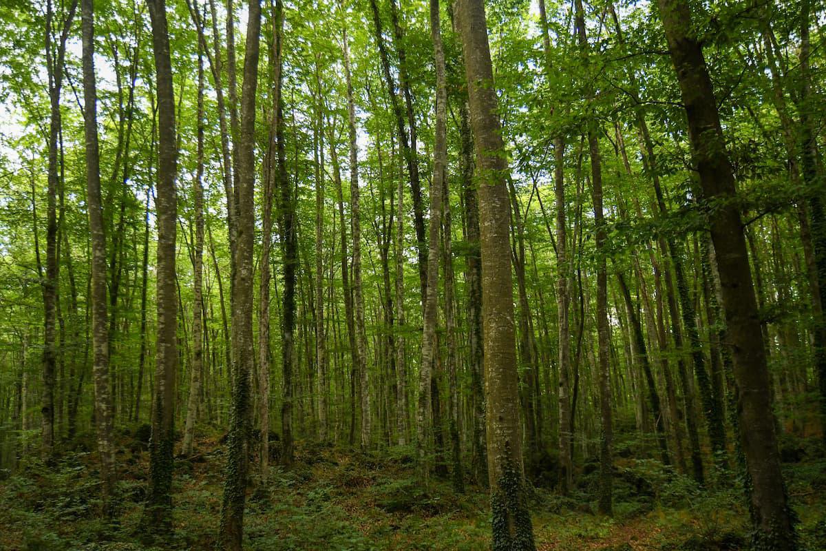 Hayedo de Fageda d'en Jordà (Girona)