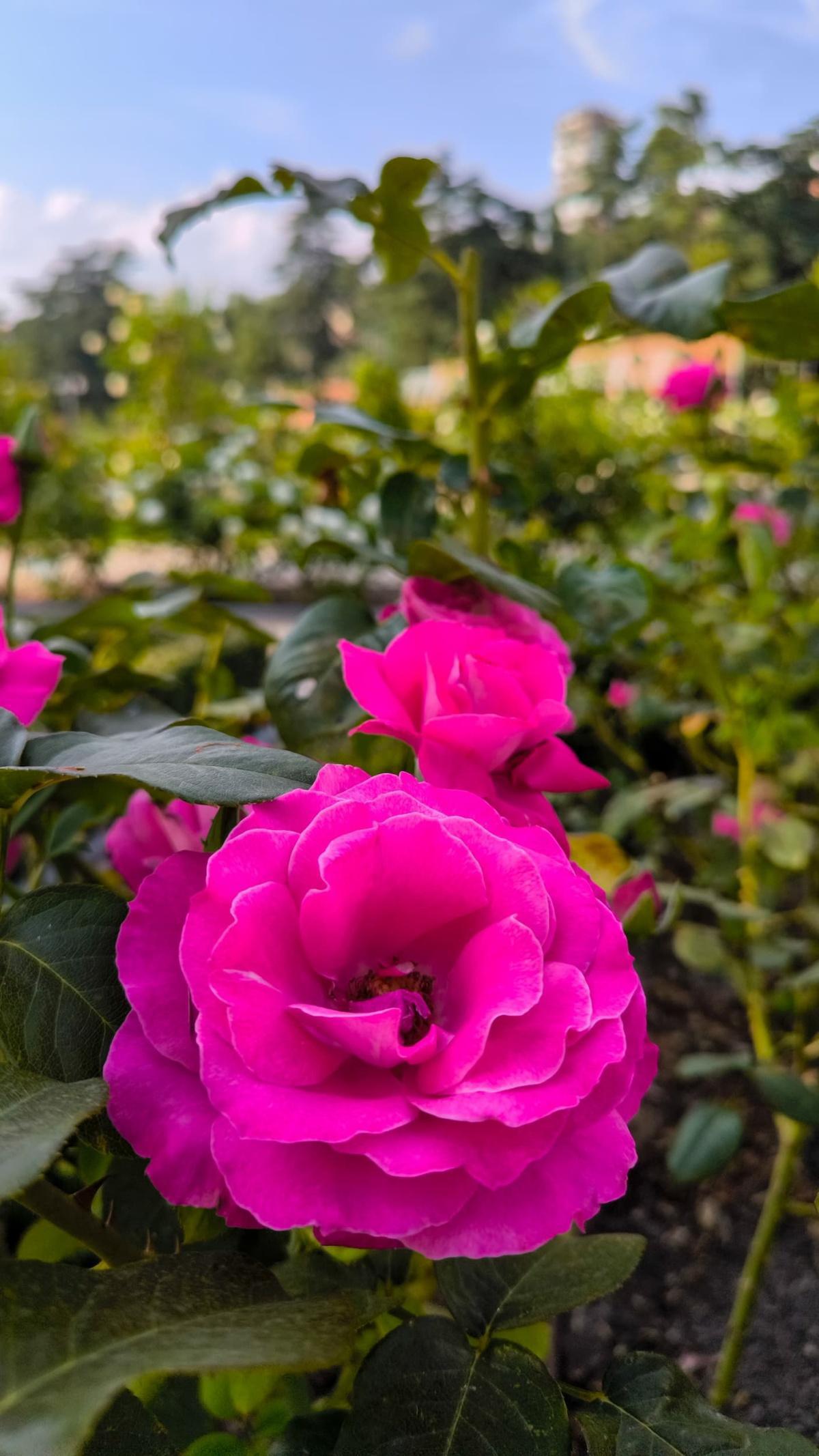 Rosaleda del Parque del Oeste (Madrid)
