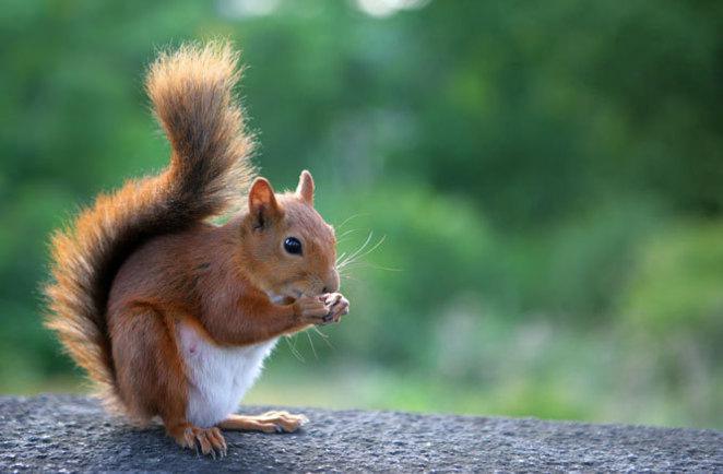 L'écureuil par Daniel Zenner