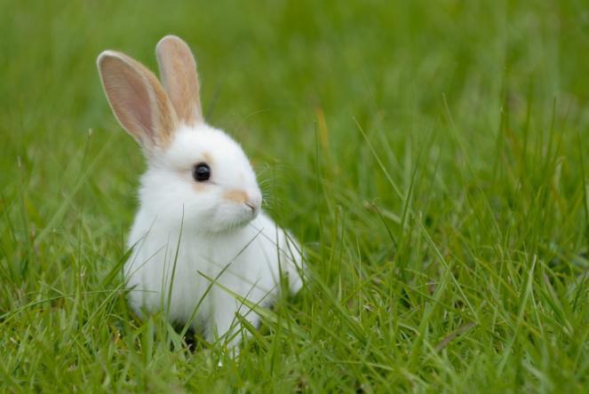 Fetes De Paques Histoire De Lapins Par Daniel Zenner