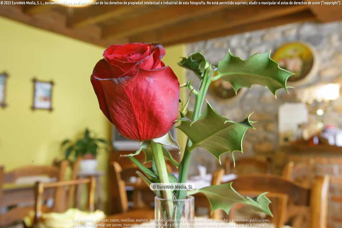 Comedor
