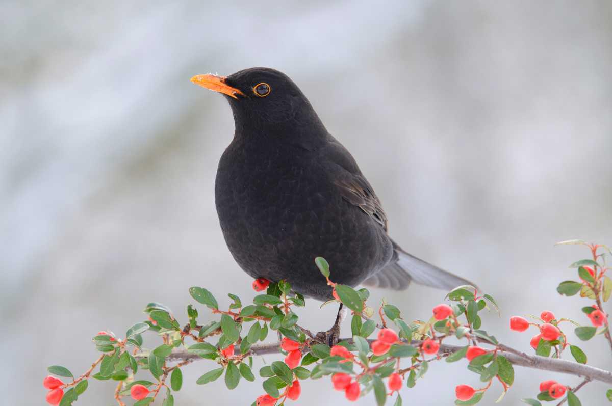 NABU-Aktion "Stunde der Wintervögel" dieses Wochenende