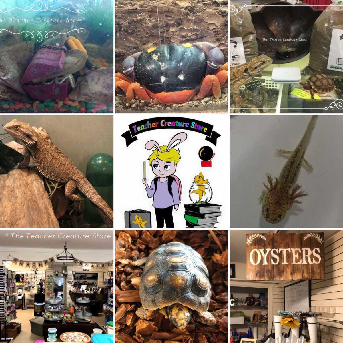 The Teacher Creature Store* The Teacher Creature Store*