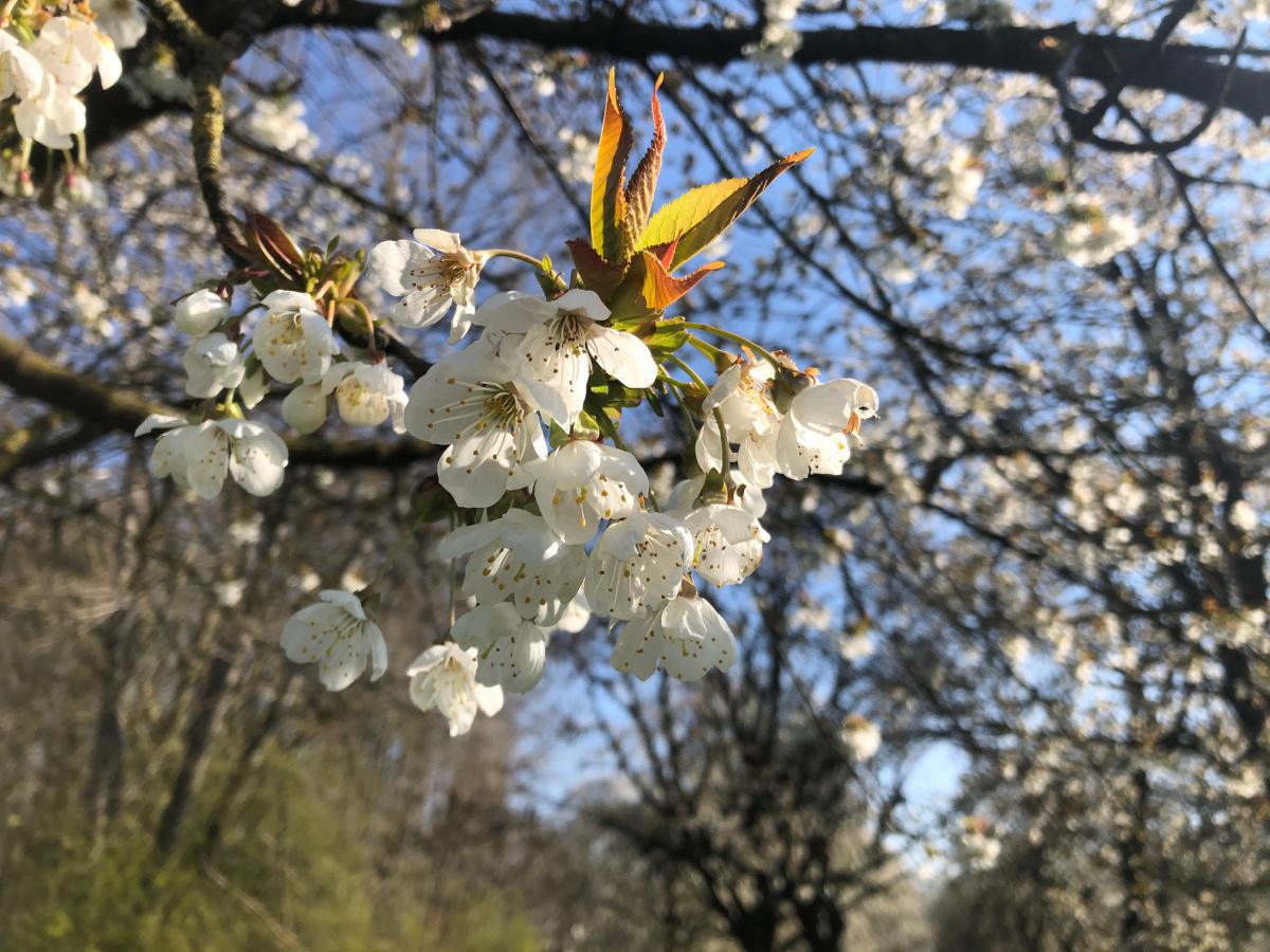 Kersenbloesem Kersenbloesem