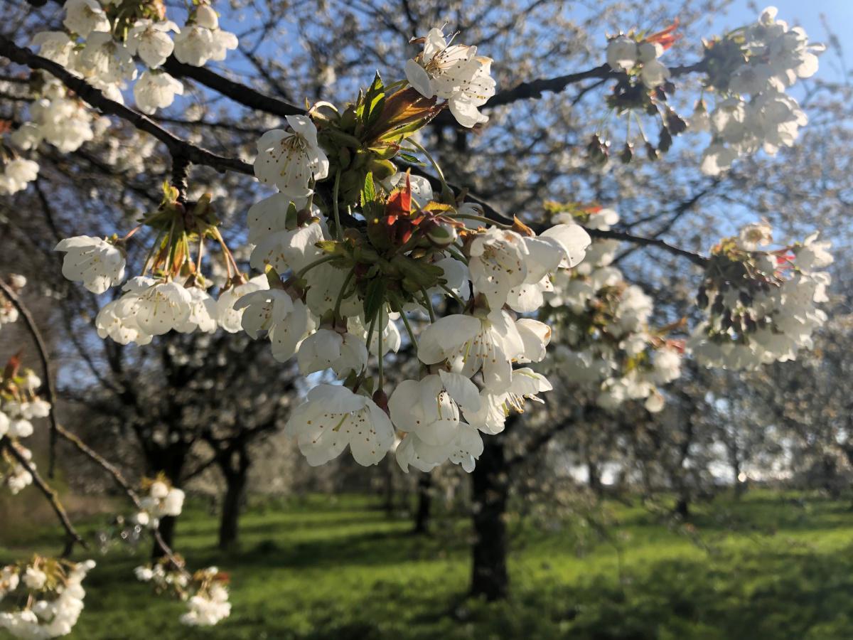 Kersenbloesem Kersenbloesem