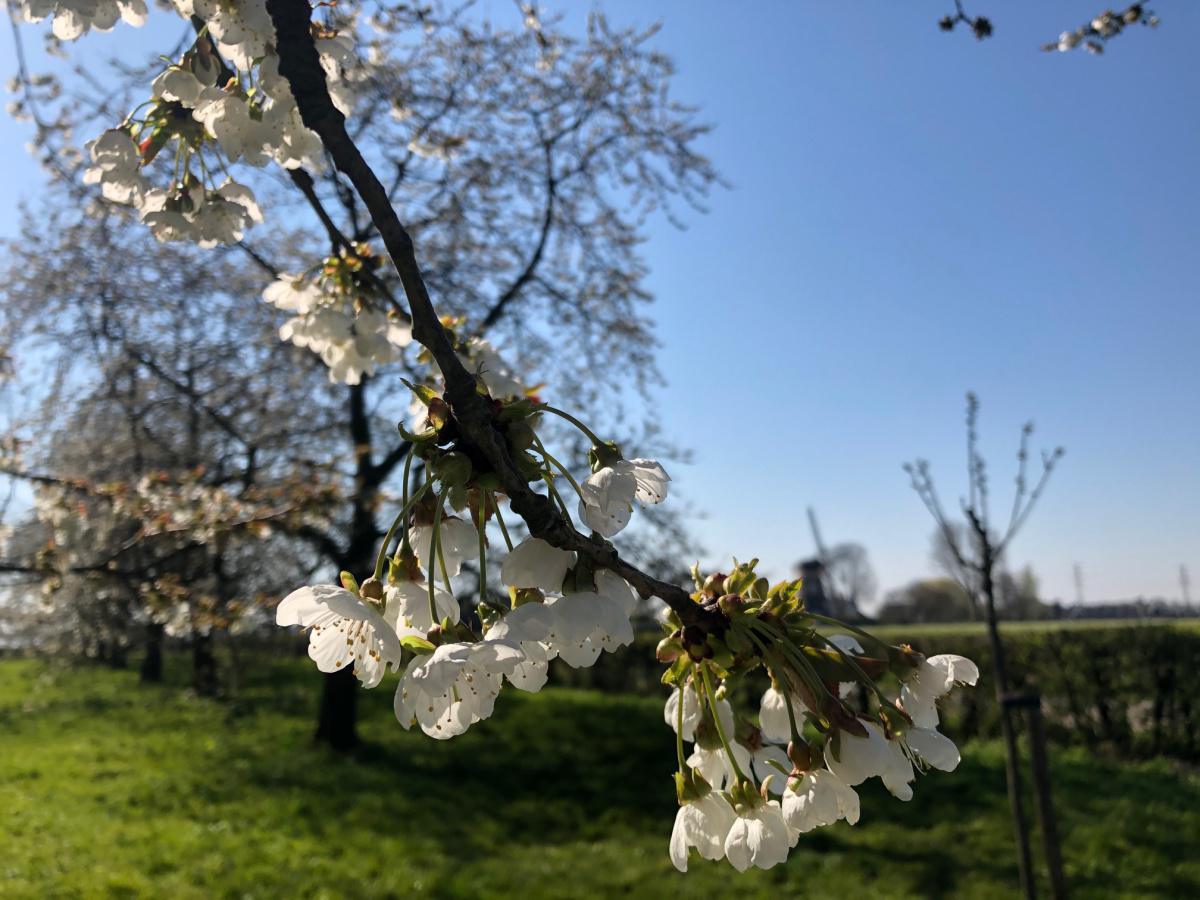 Kersenbloesem Kersenbloesem