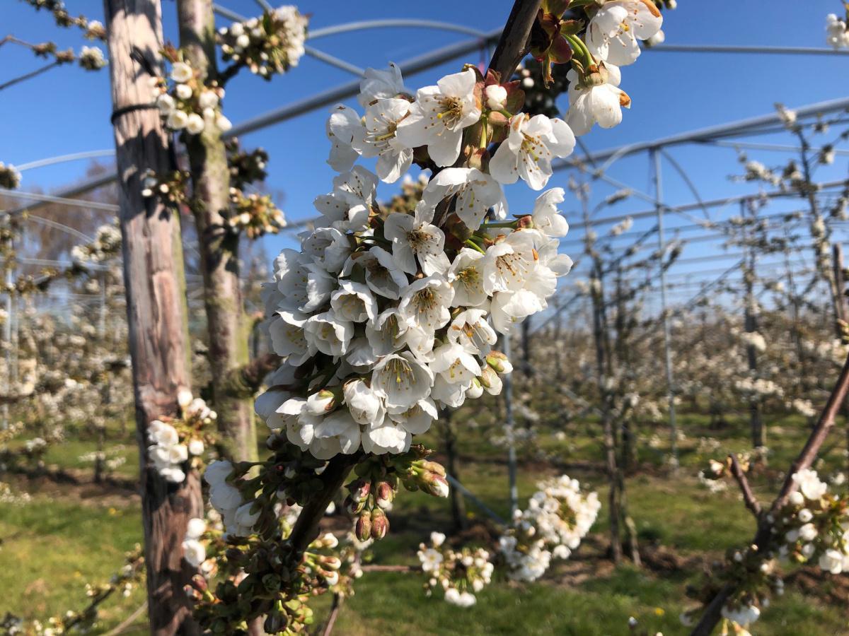 Kersenbloesem Kersenbloesem