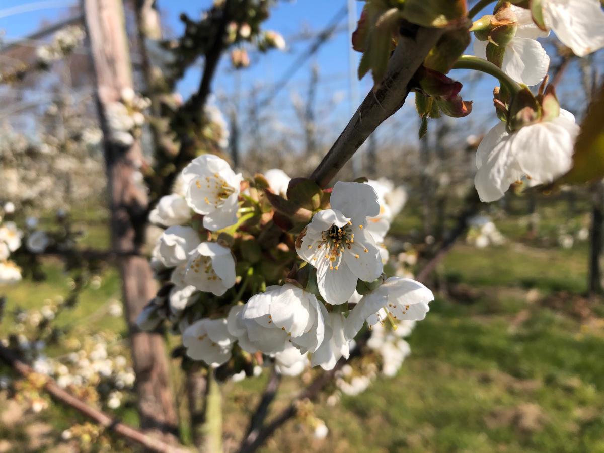 Kersenbloesem Kersenbloesem