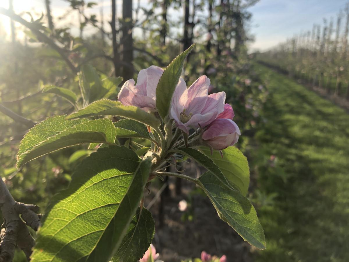 Appelbloesem Appelbloesem