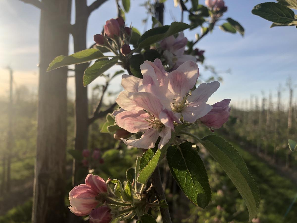 Appelbloesem Appelbloesem