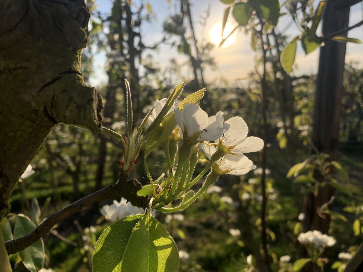 Perenbloesem Perenbloesem