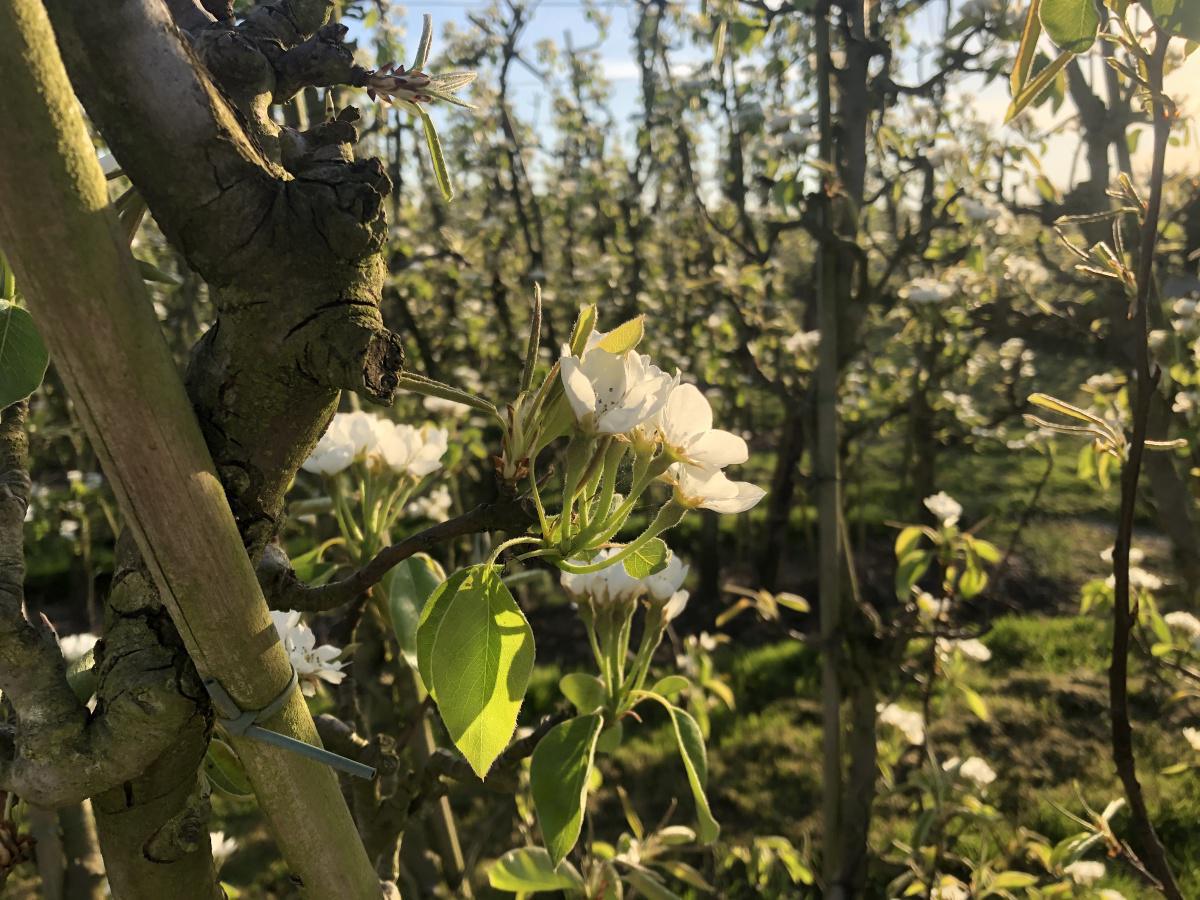 Perenbloesem Perenbloesem