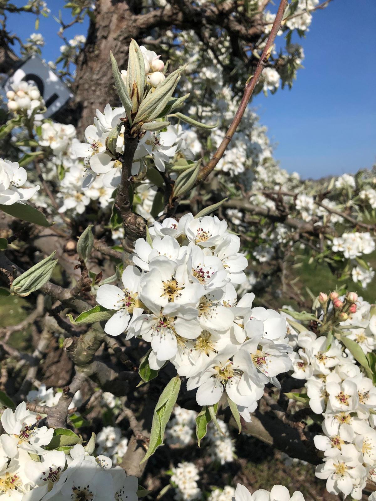 Pruimenbloesem Pruimenbloesem